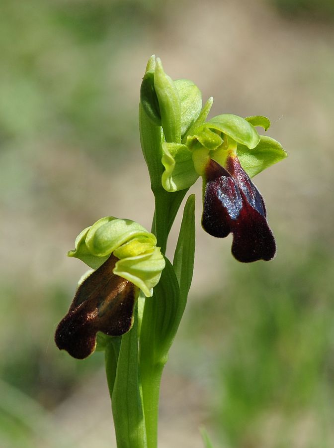 Ophrys molisane